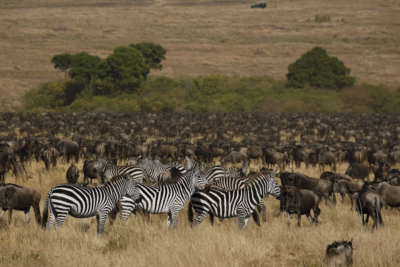 Api Mara Mara Sweet Acacia Lodge - Luxury Safari Experience in Maasai Mara