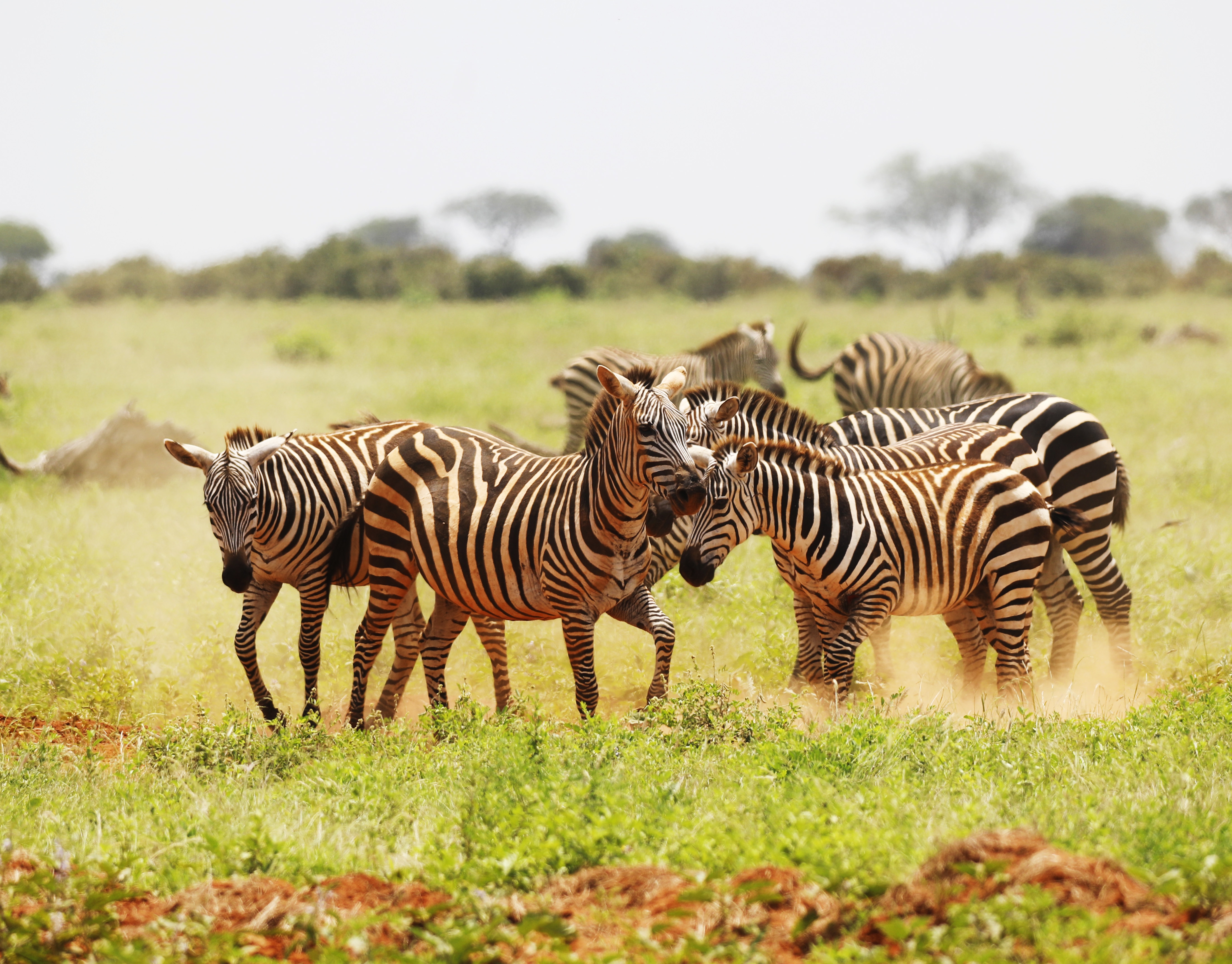 Api Mara Mara Sweet Acacia Lodge - Luxury Safari Experience in Maasai Mara